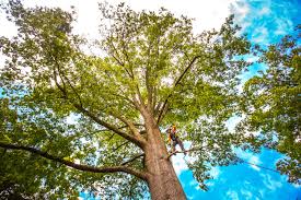 Best Tree and Shrub Care  in Villa Rica, GA